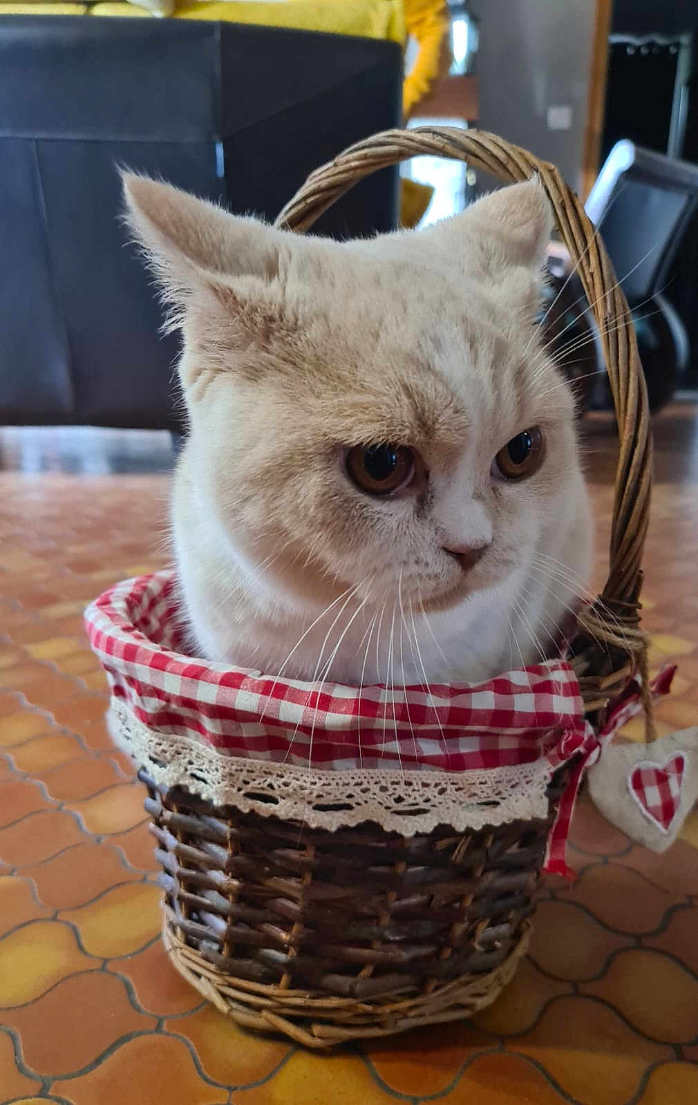 Ozi