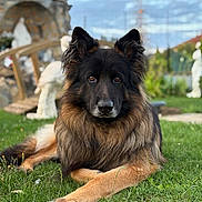 Lobo participe au concours pour gagner de l'argent avec cette photo : animal, black, bridge, brown, canine, daylight, dog, ears_up, fur, garden, german_shepherd, grass, laying_down, muzzle, nature, outdoor, pet, portrait, statue, watchful