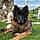 Lobo
