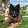Lobo