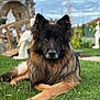 animal, black, bridge, brown, canine, daylight, dog, ears_up, fur, garden, german_shepherd, grass, laying_down, muzzle, nature, outdoor, pet, portrait, statue, watchful