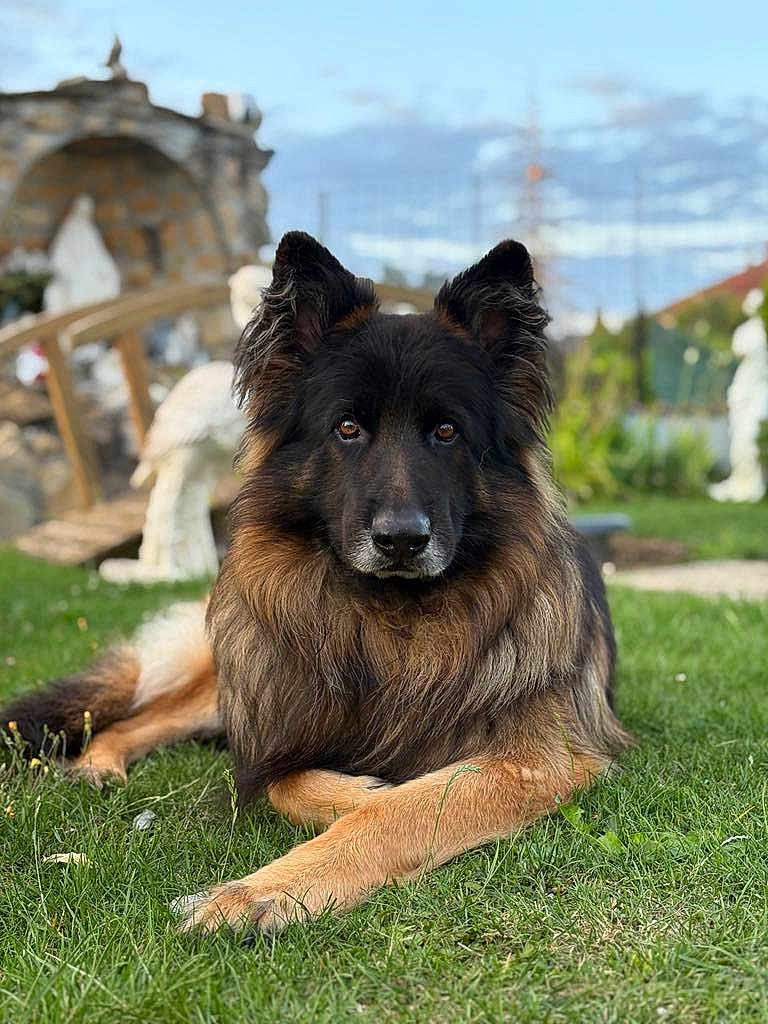 Lobo participe au concours pour gagner de l'argent avec cette photo : animal, black, bridge, brown, canine, daylight, dog, ears_up, fur, garden, german_shepherd, grass, laying_down, muzzle, nature, outdoor, pet, portrait, statue, watchful