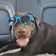 Cookie a rejoint le concours — aidez-le/la à gagner de superbes lots ! accessories, animal, belt, canine, cushion, dog, face, glasses, head, headrest, homedecor, hound, labradorretriever, person, pet, photography, pointer, portrait, puppy, sunglasses