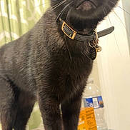 Oliver joined the competition — help win amazing prizes! alert, animal, black_cat, box, cat, close_up, collar, curious, curtain, domestic, feline, fur, household, indoor, pet, standing, table, water_bottle, whiskers, wide_eyes