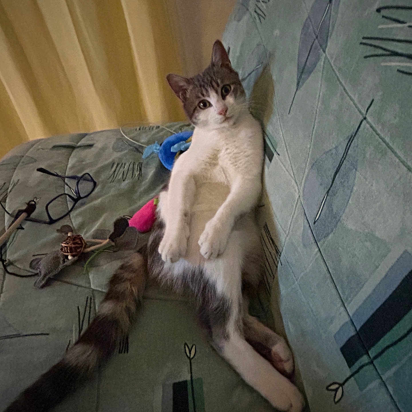 Felix a rejoint le concours — aidez-le/la à gagner de superbes lots ! animal, cat, couch, cozy, curious, ears, feline, fur, glasses, home, indoor, patterned_fabric, paws, pet, relaxed, resting, sitting, tail, toy, whiskers