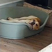 Velcro participe au concours pour gagner de l'argent avec cette photo : animal, brown, canine, comfortable, cozy, dog, face, fur, home, indoor, laid_back, looking, lying_down, pet_bed, plastic_bed, quiet, relaxed, resting, white, wooden_floor