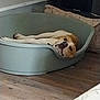 animal, brown, canine, comfortable, cozy, dog, face, fur, home, indoor, laid_back, looking, lying_down, pet_bed, plastic_bed, quiet, relaxed, resting, white, wooden_floor