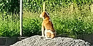 Velcro participe au concours pour gagner de l'argent avec cette photo : animal, back_view, background, brown, calm, daylight, dog, fence, grass, gravel, greenery, hedge, nature, outdoor, pet, quiet, rural, sitting, sunny, white