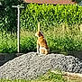 animal, back_view, background, brown, calm, daylight, dog, fence, grass, gravel, greenery, hedge, nature, outdoor, pet, quiet, rural, sitting, sunny, white