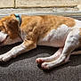 Velcro participe au concours pour gagner de l'argent avec cette photo : animal, beagle, brown, canine, carpet, collar, cute, dog, ears, fur, indoor, paw, pet, puppy, relaxed, resting, side_view, sleeping, sunlight, white