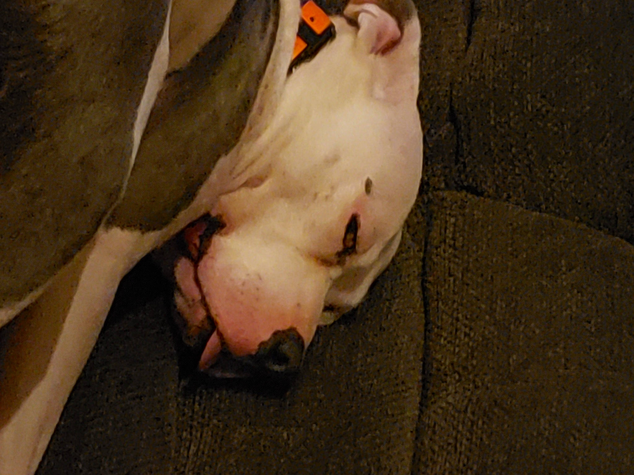 Ronin joined the competition — help win amazing prizes! art, canidae, carnivore, concrete, dog_breed, domestic_pig, fawn, flesh, flooring, foot, human_leg, livestock, nail, non_sporting_group, snout, sporting_group, terrestrial_animal, wood, working_animal, wrinkle