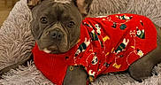 Gump a rejoint le concours — aidez-le/la à gagner de superbes lots ! animal, bed, canine, comfortable, cozy, cute, dog, domestic_animal, ears_up, fluffy_bed, french_bulldog, holiday_clothing, indoor, looking_at_camera, pet, portrait, red_sweater, resting, sweater, wood_floor