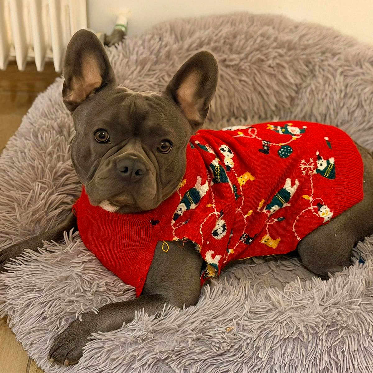 Gump a rejoint le concours — aidez-le/la à gagner de superbes lots ! animal, bed, canine, comfortable, cozy, cute, dog, domestic_animal, ears_up, fluffy_bed, french_bulldog, holiday_clothing, indoor, looking_at_camera, pet, portrait, red_sweater, resting, sweater, wood_floor