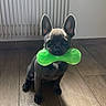 Gump participe au concours pour gagner de l'argent avec cette photo : adorable, animal, bone_shaped_toy, companion, cute, dog, ears_up, french_bulldog, green_toy, indoor, looking, pet, playful, puppy, radiator, sitting, small_dog, toy, wooden_floor, young_dog