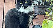 Sadie joined the competition — help win amazing prizes! animal, black_and_white, cat, curious, domestic_cat, flower_pot, fluffy, fur, garden_decor, greenery, nature, outdoor, pet, plant, potted_plants, sitting, tail, whiskers, wooden_deck, yellow_eyes
