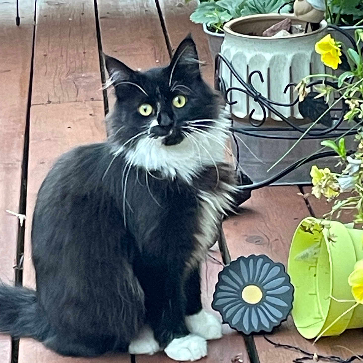 Sadie joined the competition — help win amazing prizes! animal, black_and_white, cat, curious, domestic_cat, flower_pot, fluffy, fur, garden_decor, greenery, nature, outdoor, pet, plant, potted_plants, sitting, tail, whiskers, wooden_deck, yellow_eyes