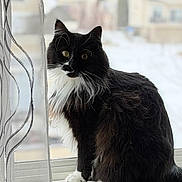 Sadie is registered to the contest to win money with this photo: animal, black_and_white, blurred_background, cat, curtain, cute, domestic, feline, fluffy, fur, house, indoor, natural_light, pet, portrait, sitting, whiskers, window, windowsill, yellow_eyes