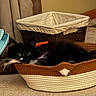 Sadie is registered to the contest to win money with this photo: animal, basket, black_and_white, carpet, cat, cozy, curtains, cute, domestic_cat, fluffy, furniture, home, indoor, laying_down, paw, pet, relaxed, whiskers, woven_basket, yellow_eyes