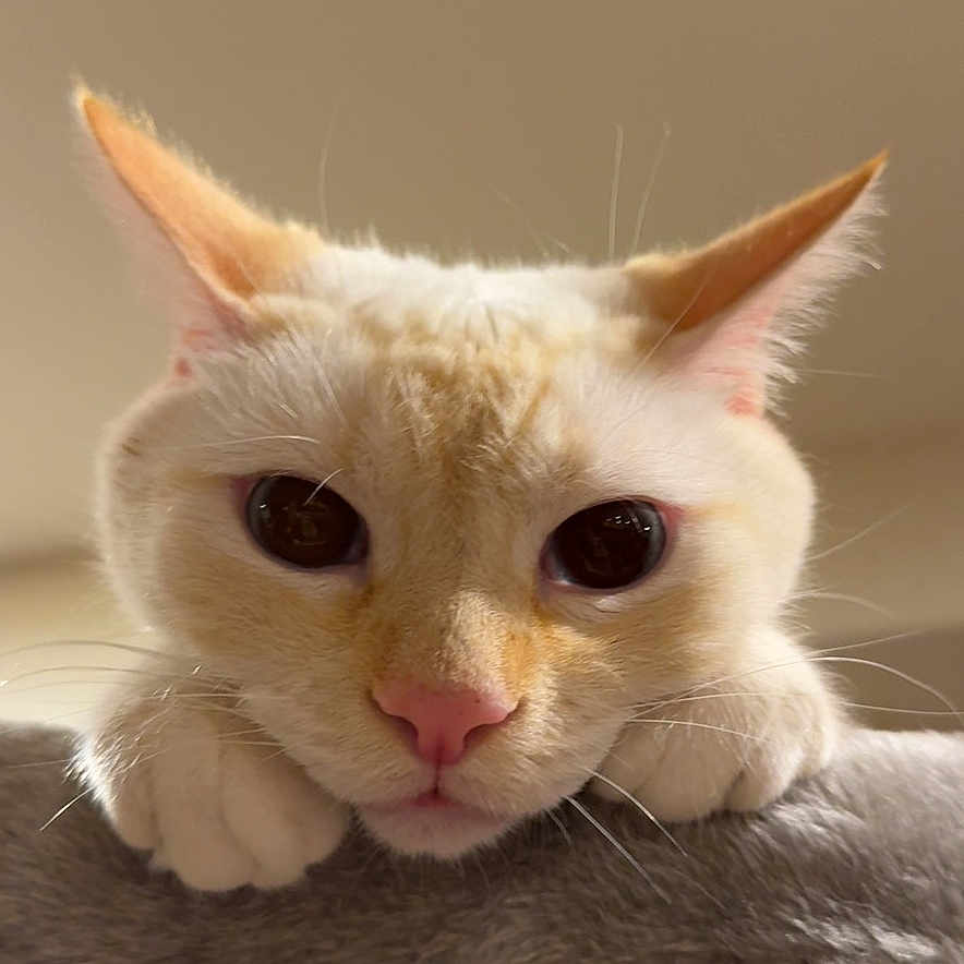 Lobotomy joined the competition — help win amazing prizes! cat, pet, close_up, curious, feline, paws, cat_tree, indoor, whiskers, ears, pink_nose, fur, animal, cute, portrait, looking, resting, soft_texture, light, background_blur