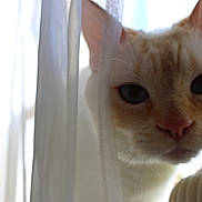 Lobotomy joined the competition — help win amazing prizes! cat, curious, blue_eyes, close_up, indoor, curtain, sheer_curtain, pet, feline, whiskers, soft_light, plant, green, nose, ears, face, fur, window, cozy, domestic