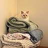 Lobotomy joined the competition — help win amazing prizes! cat, blanket, stack, folded_blanket, cream_cat, ottoman, leather, home_interior, corner, wall, soft_texture, cozy, pet, feline, resting, indoor, quiet, calm, comfort, stacked