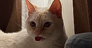 Lobotomy is registered to the contest to win money with this photo: cat, cream_colored, blue_eyes, tongue_out, curtains, bed, striped_bed_sheet, plush, indoor, pet, cozy, soft_light, feline, resting, curious, animal, cute, domestic_cat, relaxed, whiskers