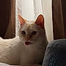 cat, cream_colored, blue_eyes, tongue_out, curtains, bed, striped_bed_sheet, plush, indoor, pet, cozy, soft_light, feline, resting, curious, animal, cute, domestic_cat, relaxed, whiskers