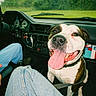 Tyson a rejoint le concours — aidez-le/la à gagner de superbes lots ! car_interior, casual, dashboard, dog, front_seat, greenery, happy_dog, jeans, leash, nature, person, road_trip, seat, sky, smiling_dog, sunlight, tongue_out, travel, trees, window