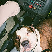 Tyson a rejoint le concours — aidez-le/la à gagner de superbes lots ! brown_and_white, car, car_interior, clothing, collar, companion, dashboard, dog, floor_mat, gear_shift, handbag, indoor, leather, pet, relaxation, resting, seat, seatbelt, sleeping, transportation