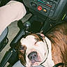 brown_and_white, car, car_interior, clothing, collar, companion, dashboard, dog, floor_mat, gear_shift, handbag, indoor, leather, pet, relaxation, resting, seat, seatbelt, sleeping, transportation