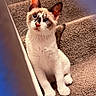 kitten, cat, blue_eyes, carpet, stairs, pet, young, curious, indoor, whiskers, fur, animal, sitting, looking_up, cute, small, domestic_cat, feline, ears, nose