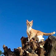 Joy participe au concours pour gagner de l'argent avec cette photo : alert, animal, blue_sky, branches, cat, curious, daylight, feline, majestic, nature, orange_cat, outdoor, pet, sky, standing, sunlight, tree_stump, trunk, wildlife, wood