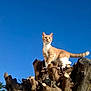 alert, animal, blue_sky, branches, cat, curious, daylight, feline, majestic, nature, orange_cat, outdoor, pet, sky, standing, sunlight, tree_stump, trunk, wildlife, wood