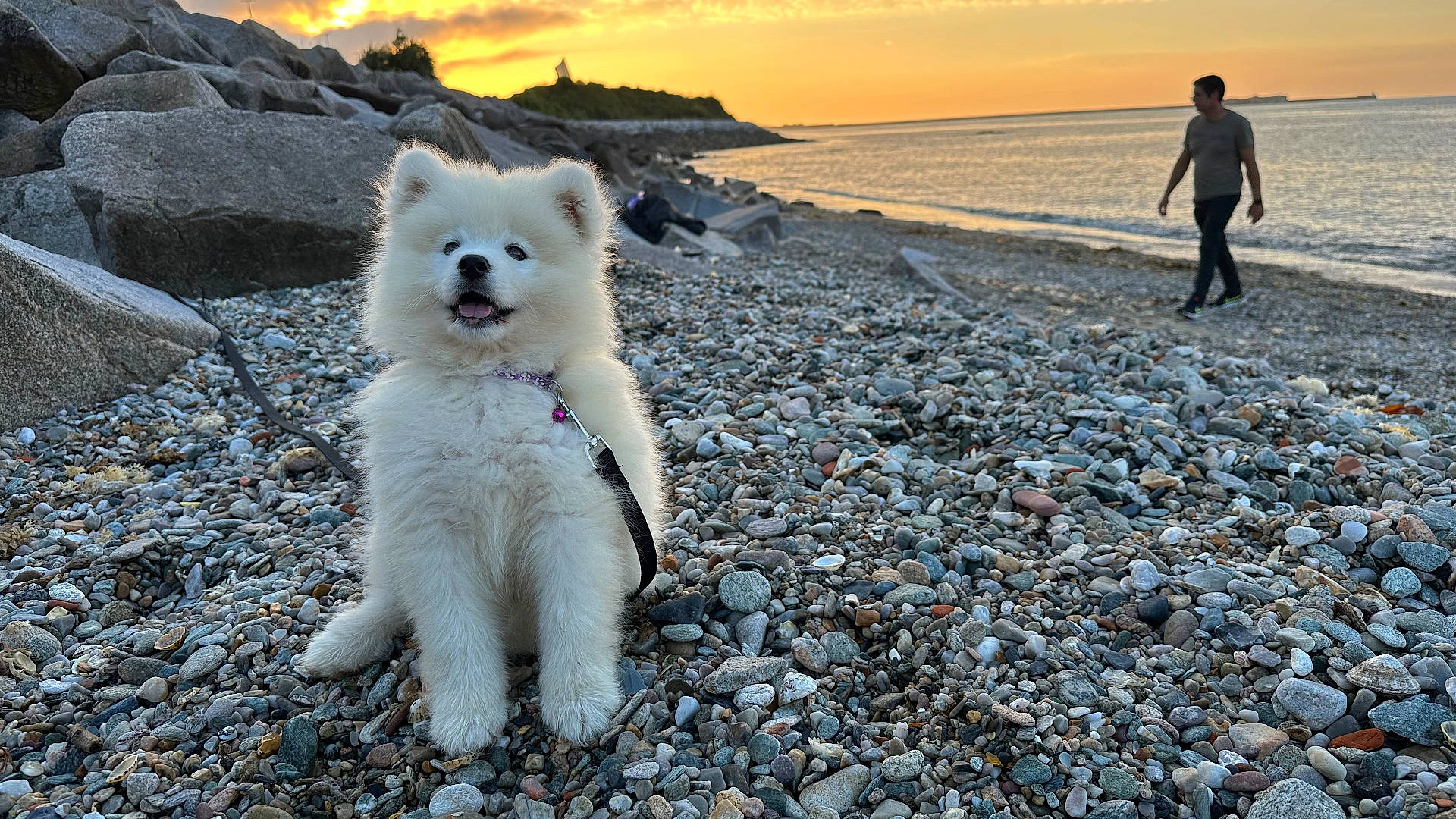 Vickxie participe au concours pour gagner de l'argent avec cette photo : animal, beach, canine, clothing, coast, dog, eskimodog, nature, outdoors, pebble, person, pet, photography, puppy, rock, sea, shoreline, soil, walking, water