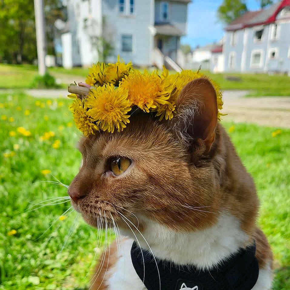 Pandora is registered to the contest to win money with this photo: cat, dandelion_crown, outdoor, grass, flower_crown, animal, pet, feline, portrait, closeup, yellow_flowers, greenery, collar, cute, nature, sunny, whiskers, ears, profile, house