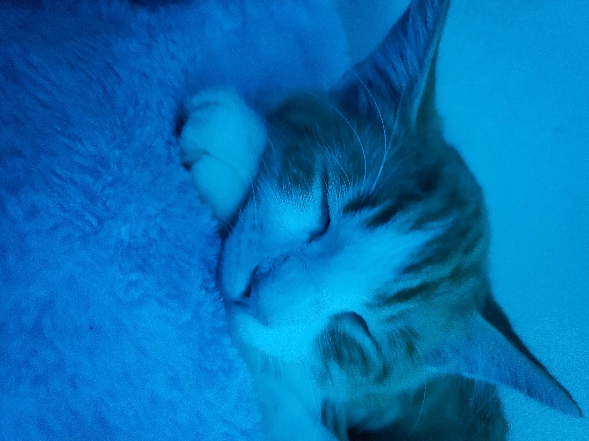 Bobby joined the competition — help win amazing prizes! art, blue, cartilaginous_fish, cat, electric_blue, felidae, fin, fish, fun, fur, jaw, marine_biology, organism, small_to_medium_sized_cats, underwater, water, whiskers