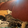 Kitkat joined the competition — help win amazing prizes! cat, tabby, sleeping, couch, blanket, clothes, indoor, cozy, pet, furniture, curtains, sunlight, resting, striped, soft, relaxing, home, animal, nap, comfort