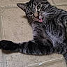cat, tabby, tongue_out, playful, floor, tile, pet, animal, feline, cute, whiskers, ears, paw, lying_down, domestic, funny_face, indoor, fur, striped, relaxed