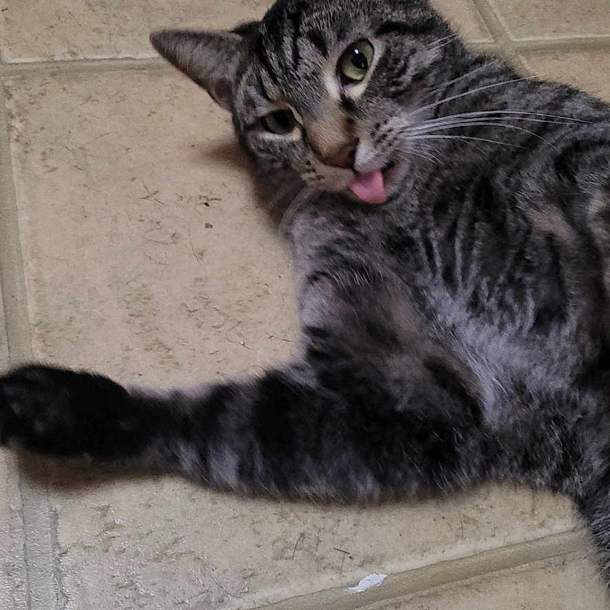 Kitkat is registered to the contest to win money with this photo: cat, tabby, tongue_out, playful, floor, tile, pet, animal, feline, cute, whiskers, ears, paw, lying_down, domestic, funny_face, indoor, fur, striped, relaxed