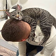 Kitkat joined the competition — help win amazing prizes! cat, tabby_cat, person, indoor, bed, lamp, casual_clothing, seated, affectionate, pet, shoulder, head, fur, striped, cozy, relaxed, home, animal, resting, companion