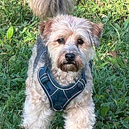Harley joined the competition — help win amazing prizes! animal, brown_fur, close_up, cute, dog, ears, fluffy, fur, grass, harness, looking_at_camera, nature, outdoor, paws, pet, playful, portrait, small_breed, snout, tail