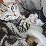 kitten, cat, tabby, black_and_white, paw, cuddle, cute, fur, whiskers, sleeping, close_up, domestic_animal, pet, animal, friendship, playful, soft, resting, young, indoor