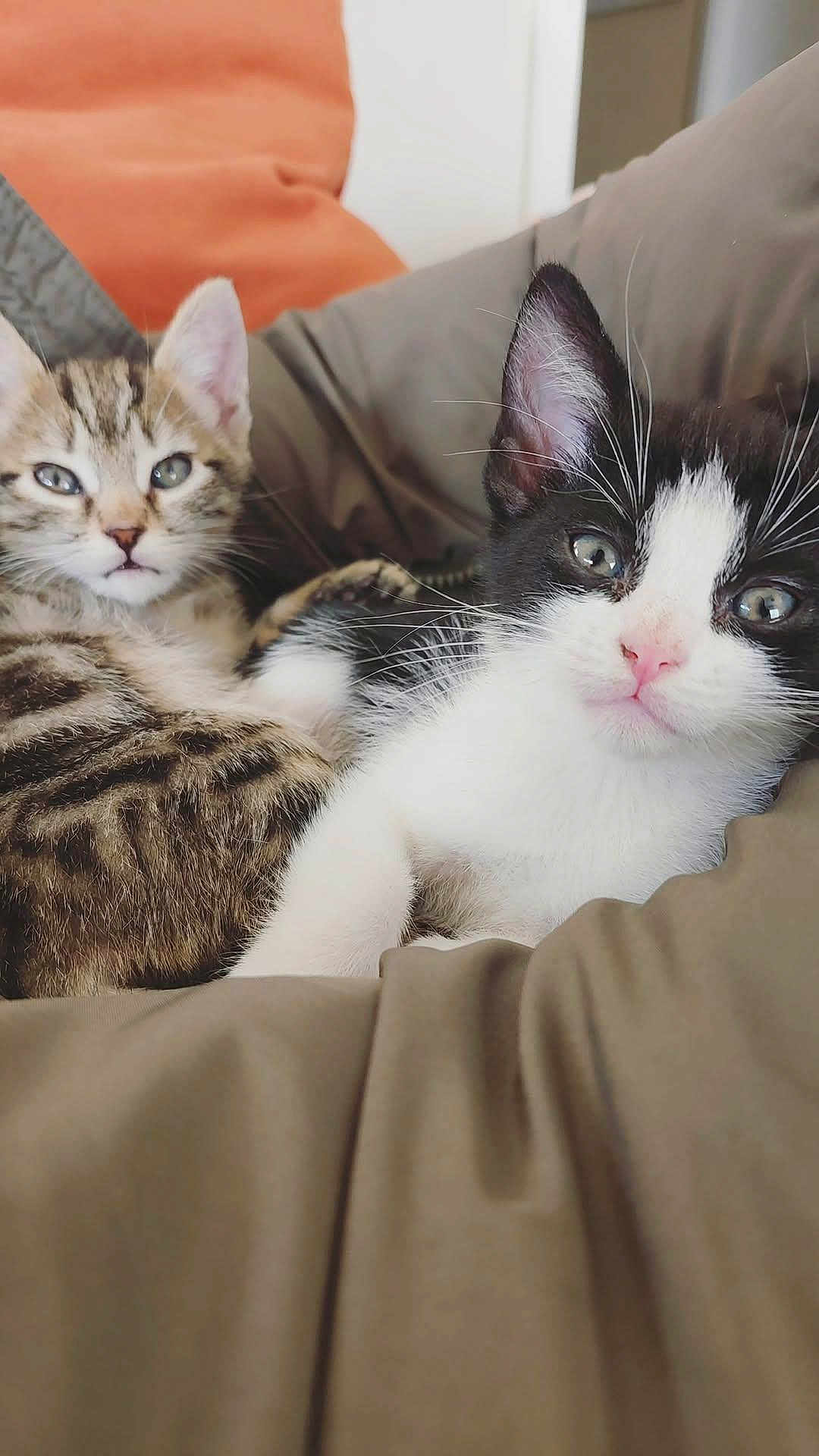 Jessie Pinkman participe au concours pour gagner de l'argent avec cette photo : kitten, cat, tabby, black_and_white_cat, cute, pets, feline, snuggling, blanket, cozy, indoor, soft, cushion, resting, fur, whiskers, ears, closeup, young, eyes