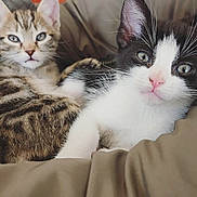 Jessie Pinkman a rejoint le concours — aidez-le/la à gagner de superbes lots ! kitten, cat, tabby, black_and_white_cat, cute, pets, feline, snuggling, blanket, cozy, indoor, soft, cushion, resting, fur, whiskers, ears, closeup, young, eyes