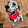 dalmatian, dog, red_bandana, heart_pattern, wooden_deck, looking_up, pet, outdoor, brown_eyes, black_and_white, canine, ears, tail, fur, spot_pattern, leisure, casual, footwear, jeans, nature
