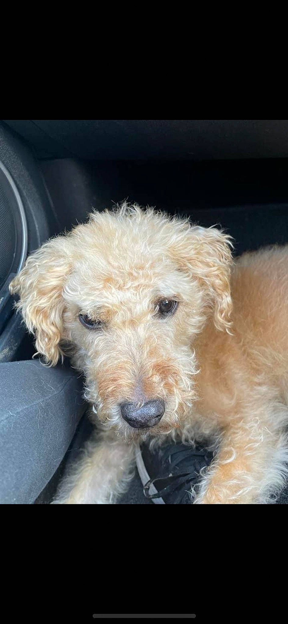 Scruff joined the competition — help win amazing prizes! canidae, car_seat, carnivore, companion_dog, dog, dog_breed, fawn, fur, lakeland_terrier, maltepoo, pet_supply, snout, sporting_group, terrestrial_animal, terrier, toy_dog, water_dog, windshield, working_animal, working_terrier