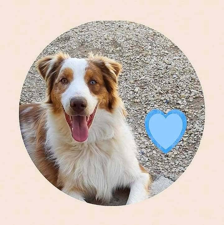 Baloo participe au concours pour gagner de l'argent avec cette photo : ancient_dog_breeds, art, australian_collie, canidae, carnivore, companion_dog, dog, dog_breed, fang, fur, happy, herding_dog, jaw, paw, snout, sporting_group, street_dog, terrestrial_animal, whiskers, working_dog