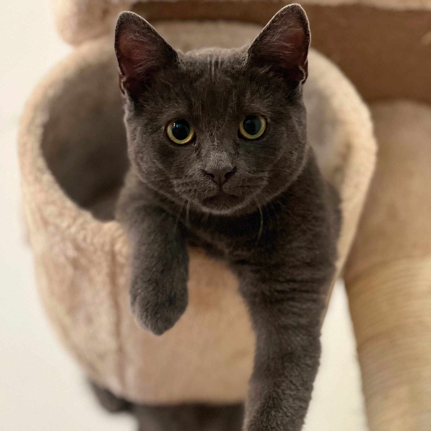 Uno a rejoint le concours — aidez-le/la à gagner de superbes lots ! abyssinian, angora, animal, armchair, blackcat, cat, chair, cushion, egyptiancat, furniture, homedecor, kitten, manx, pet, snout