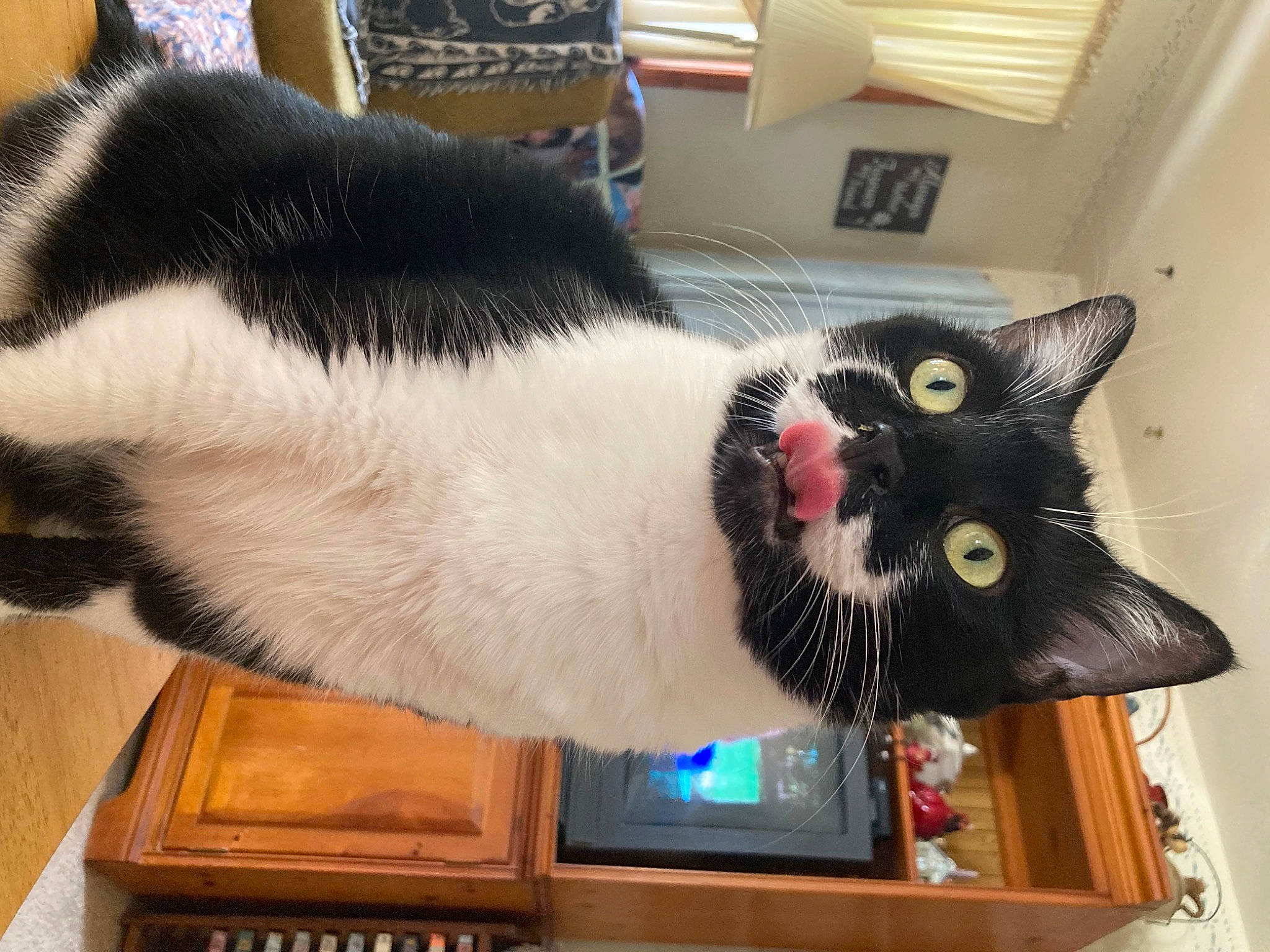 Hobo joined the competition — help win amazing prizes! box, carnivore, cat, cat_supply, collar, comfort, domestic_short_haired_cat, felidae, fur, input_device, office_supplies, packaging_and_labeling, paw, pet_supply, small_to_medium_sized_cats, snout, tail, whiskers