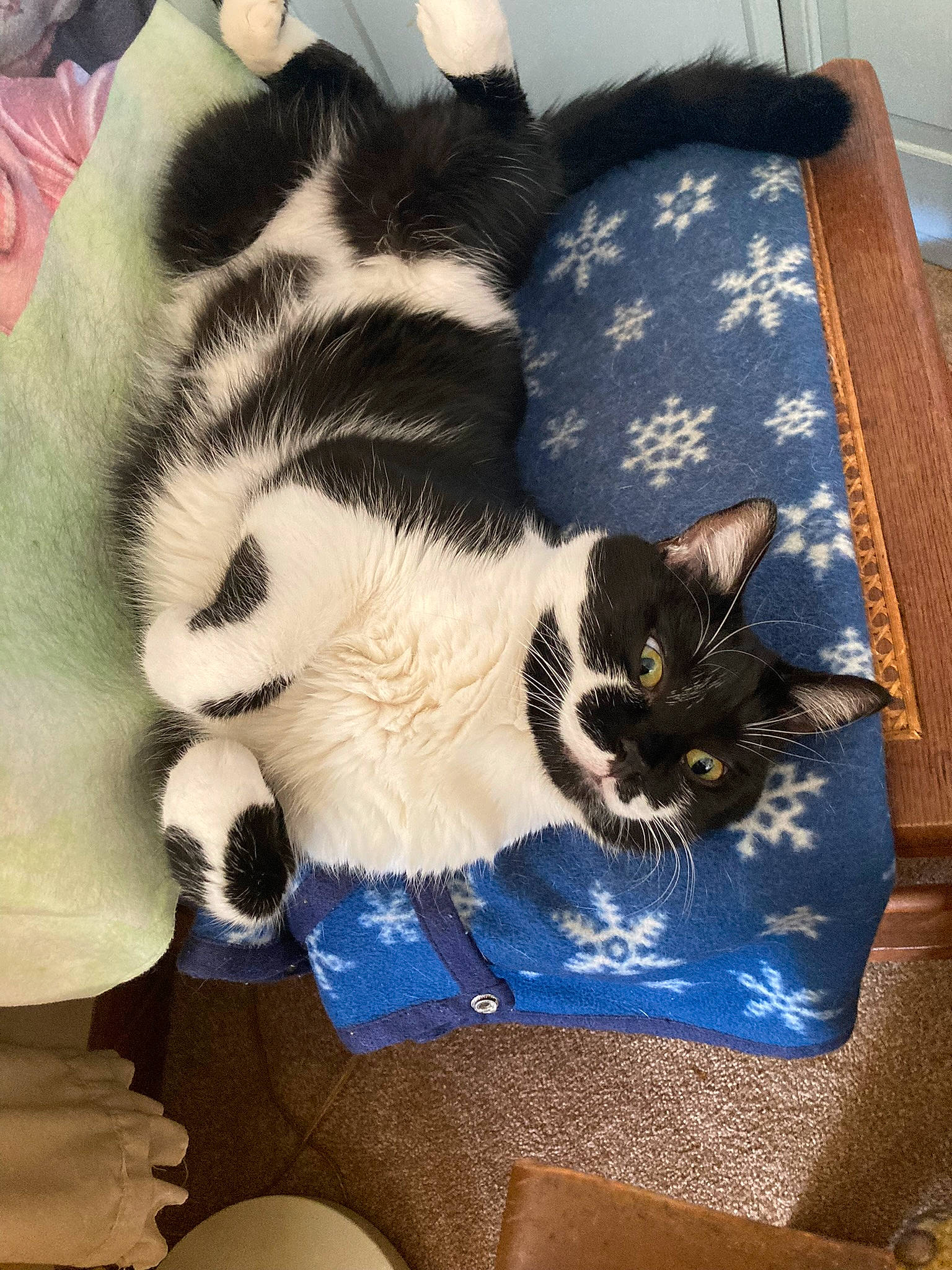 Hobo is registered to the contest to win money with this photo: bag, carnivore, cat, cat_bed, cat_supply, chair, comfort, companion_dog, domestic_short_haired_cat, electric_blue, felidae, fur, linens, luggage_and_bags, paw, pet_supply, room, small_to_medium_sized_cats, tail, whiskers